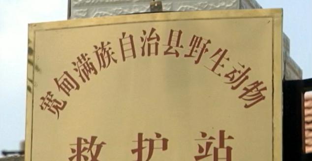 辽宁村民发现被遗弃的小黑熊后续,辽宁农妇收养熊后来放回大自然没