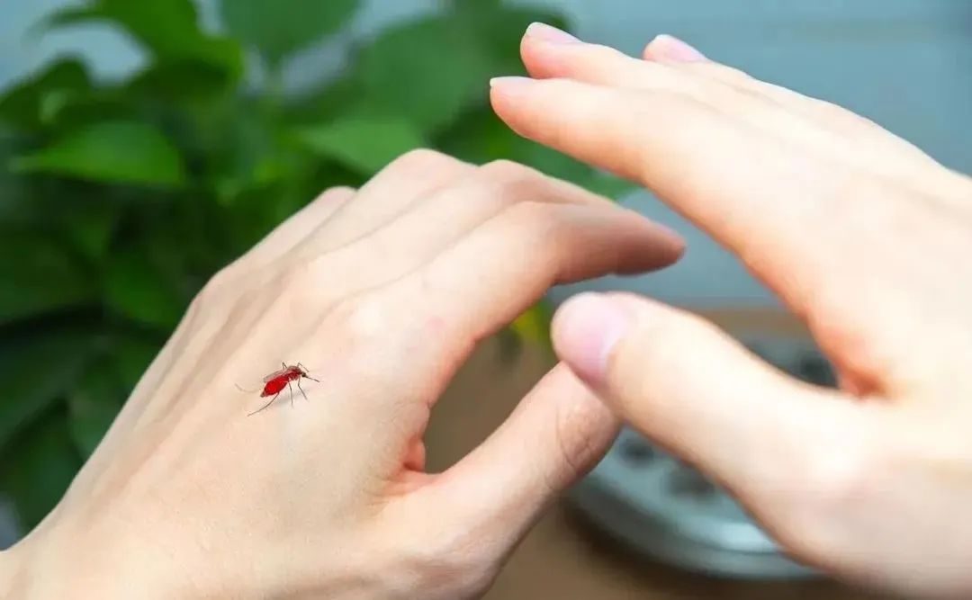 蚊子最怕的不是蚊香而是它,蚊子最大的天敌不是蚊香教你一招