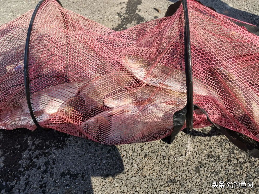 钓花鲢白鲢最好的方法,想钓鲫鱼但钓的都是鳑鲏怎么办