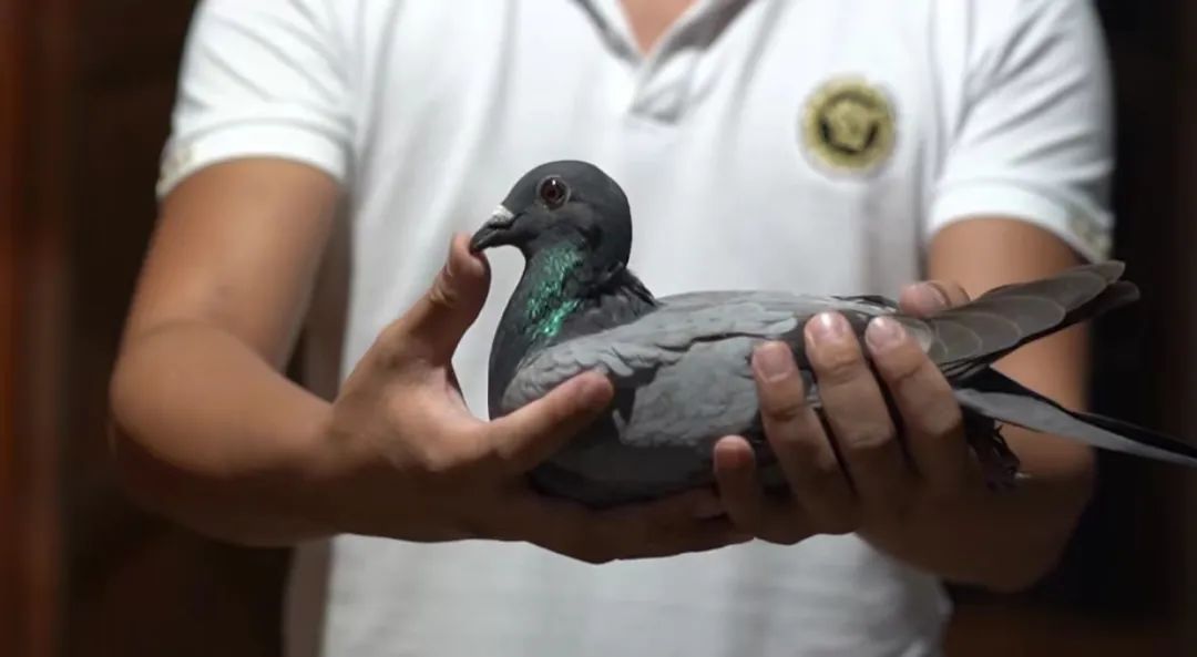 陋棚一样可以飞出“飞龙荣耀杯”13760羽总冠军，王志杭夺得亚军