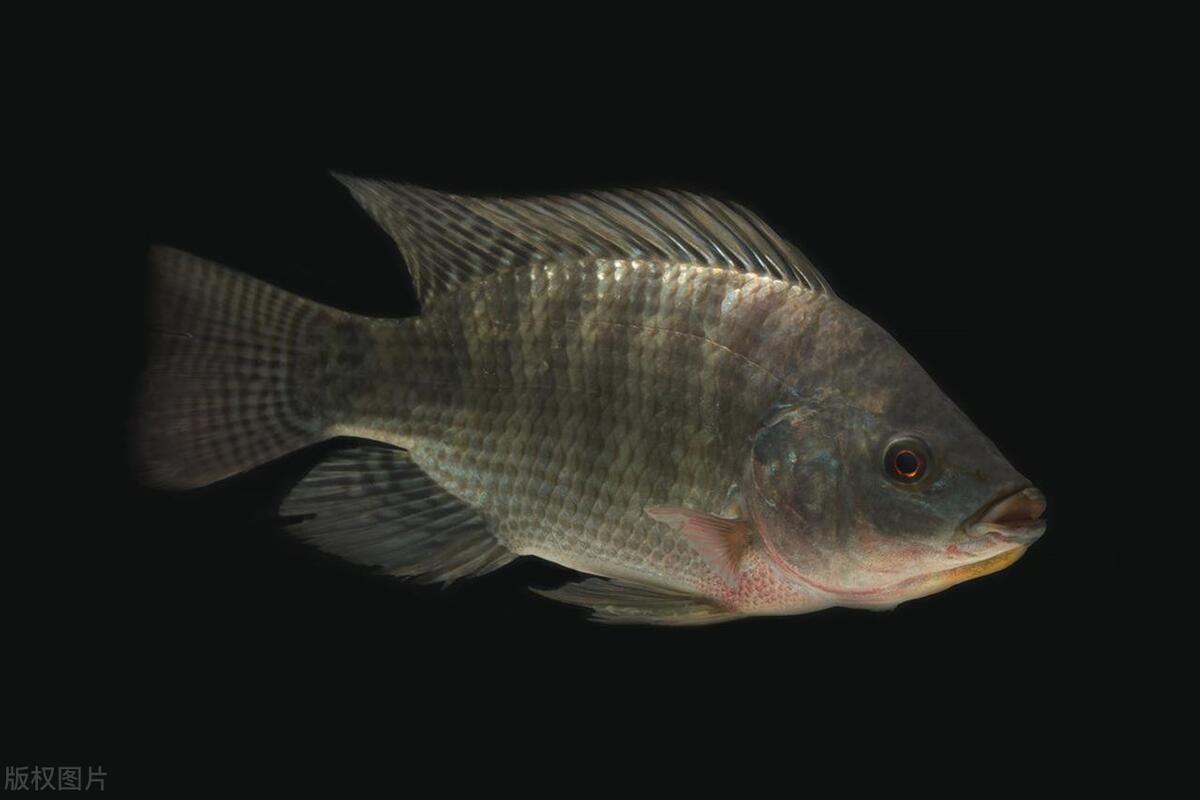 长江鱼类数量增多,长江鱼类目前现状