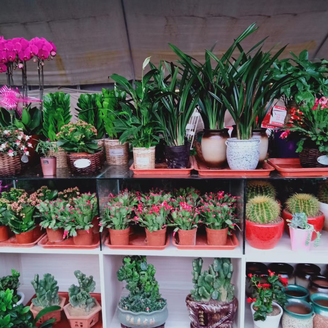 花卉养花知识入门,花卉种植技术大全家庭养花