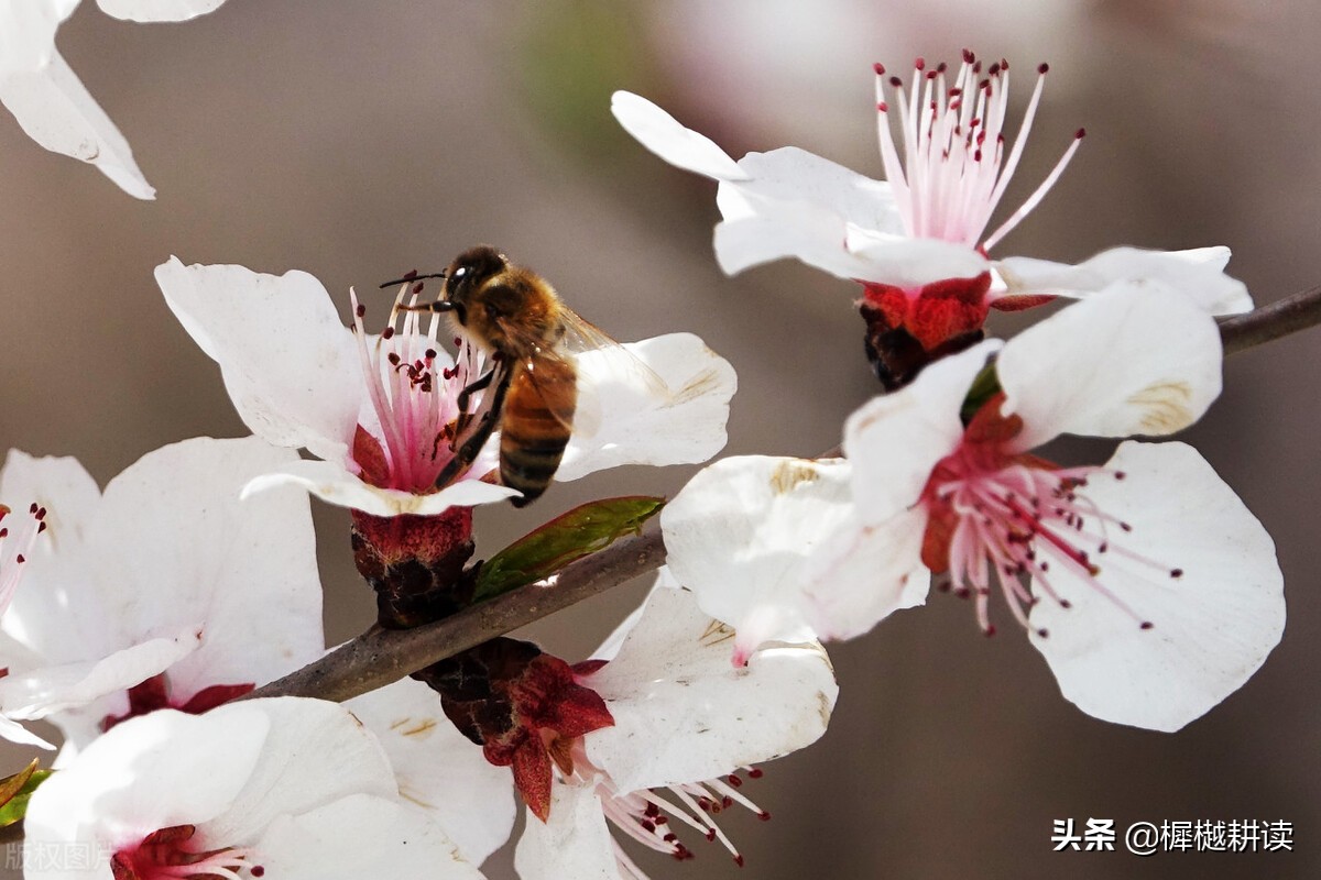 玉露为酒花为粮的意思,蜜蜂不食人间仓