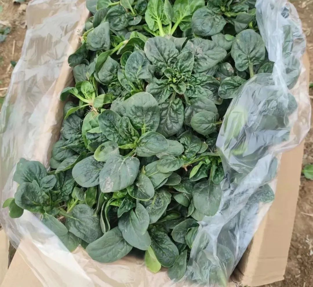 城市白领到年卖10万吨大蒜的女强人，河南杞县女老板林林如何做到