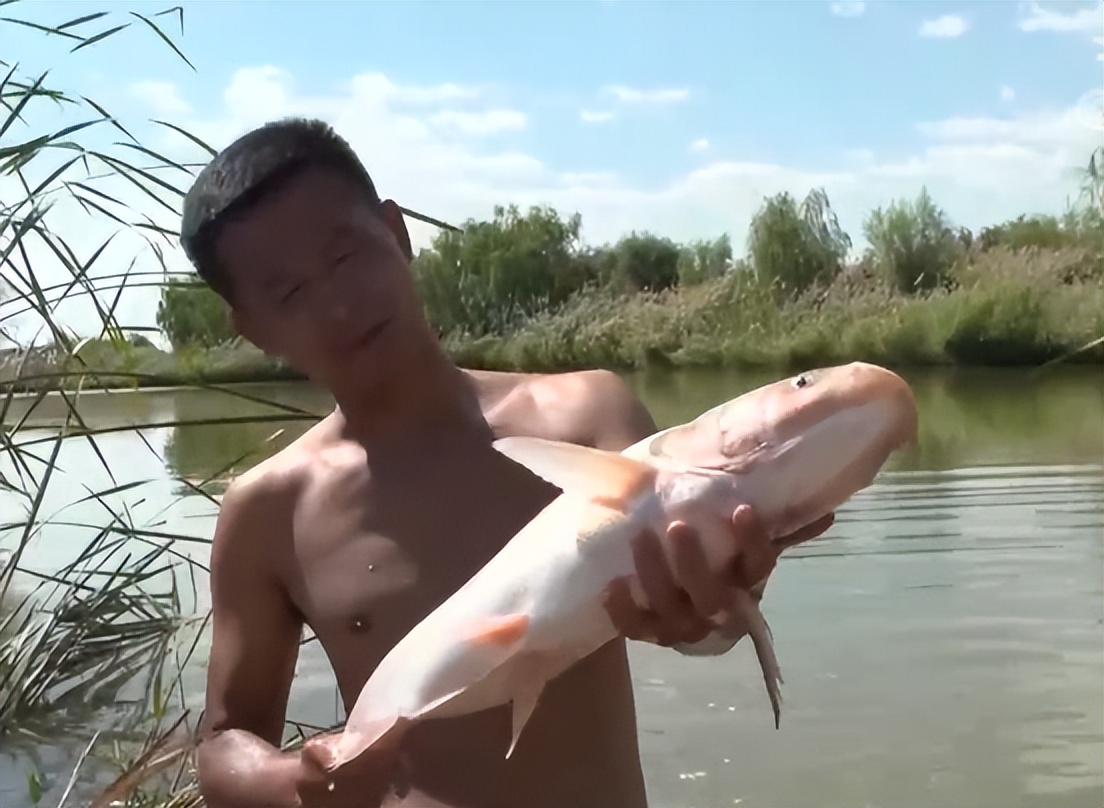 返乡创业养鱼一年要卖五十万,男子回乡养鱼创业年销售额上千万