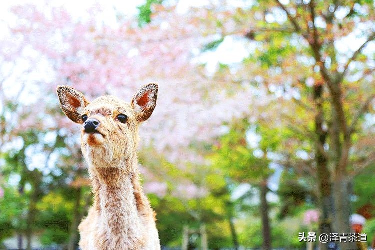 夏至蝉始鸣半夏生全文,夏至蝉始鸣半夏生什么意思