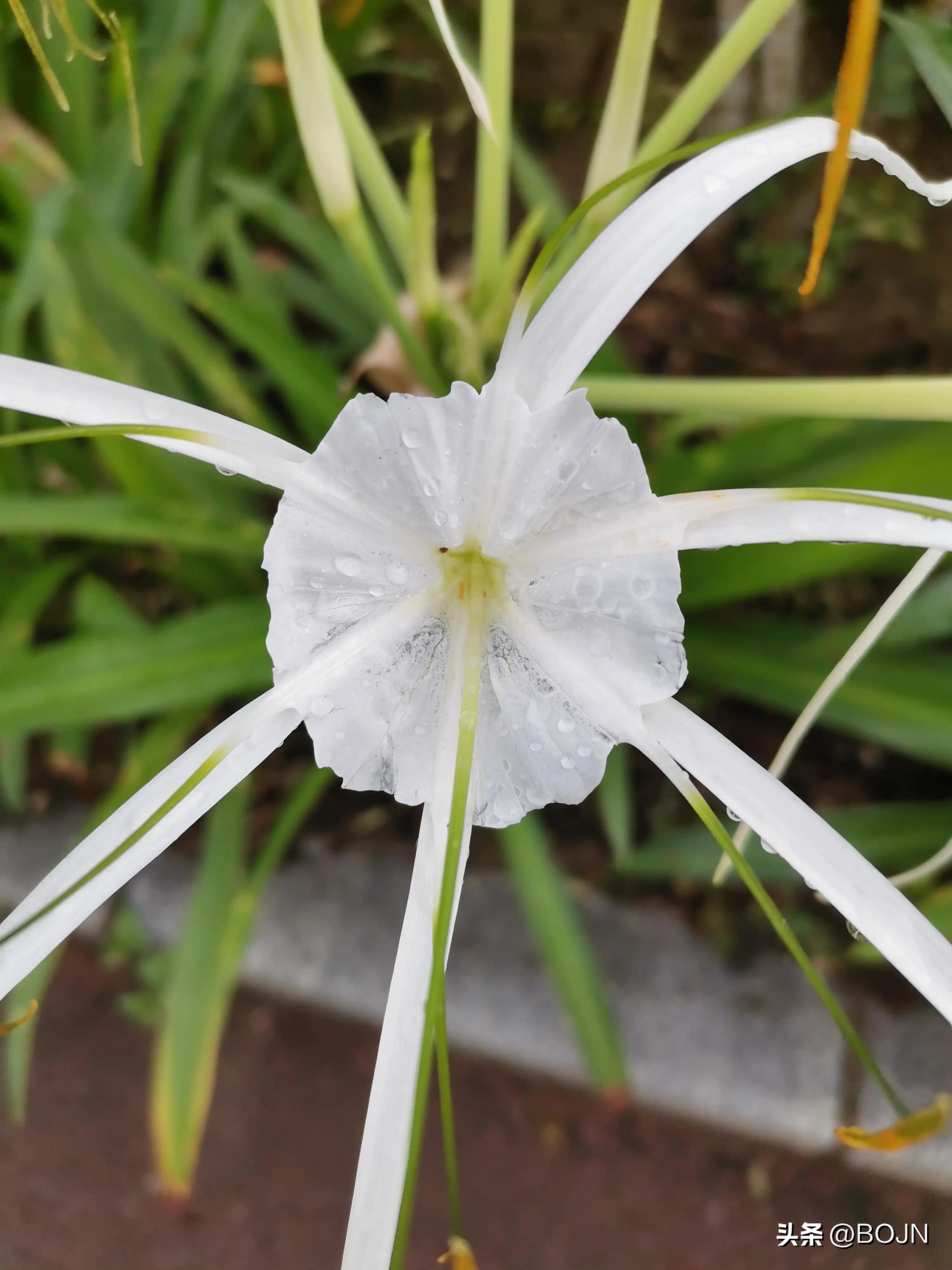 你能认出几种花来,大家能猜出什么花