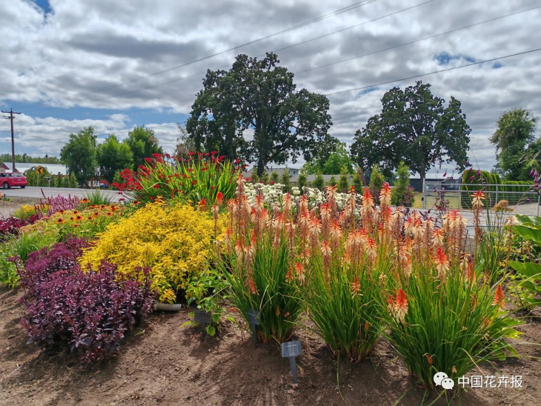 宿根花卉栽培,宿根花卉的栽培管理