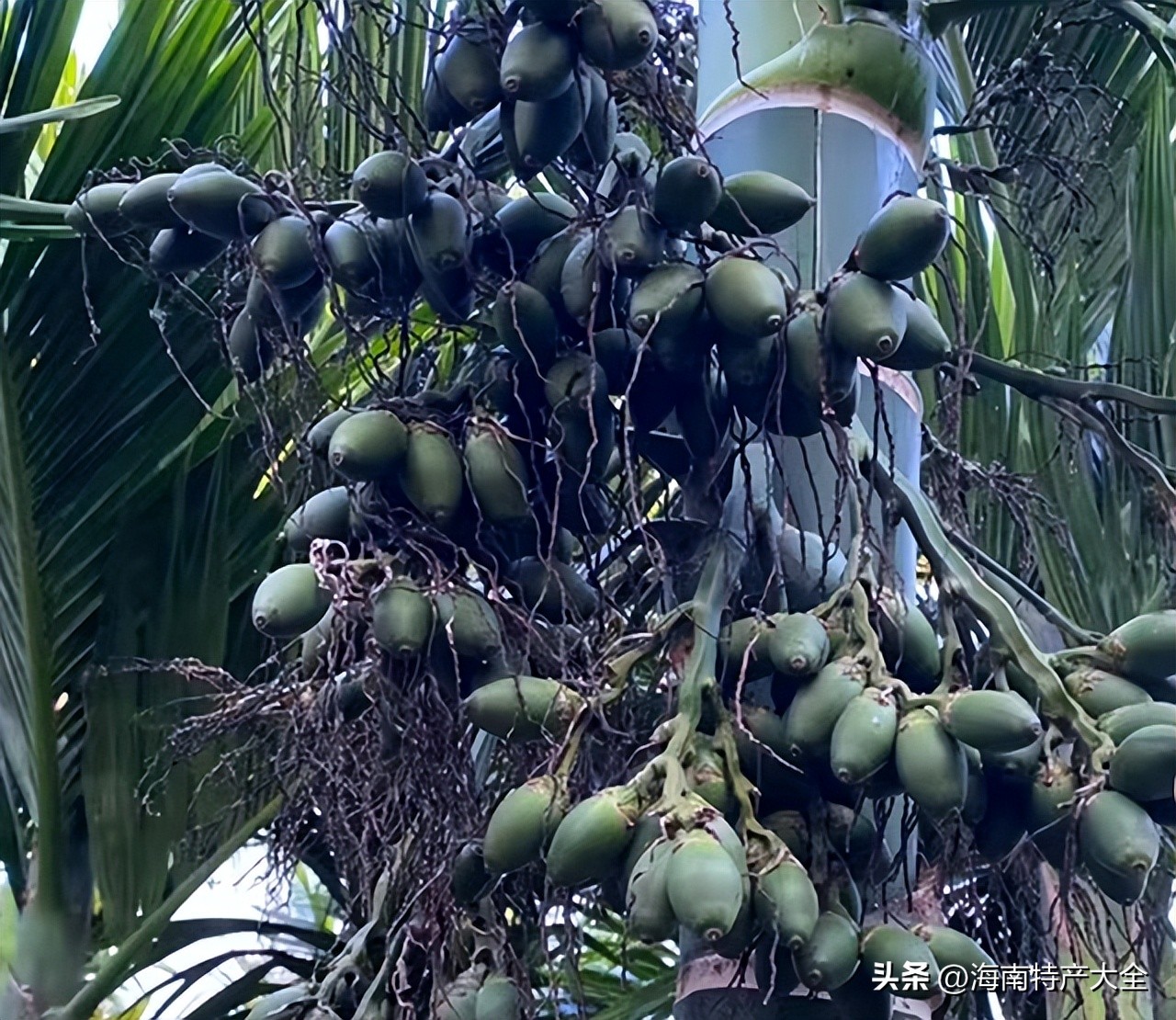 海南槟榔6月价格 (今天海南槟榔价格多少一斤)