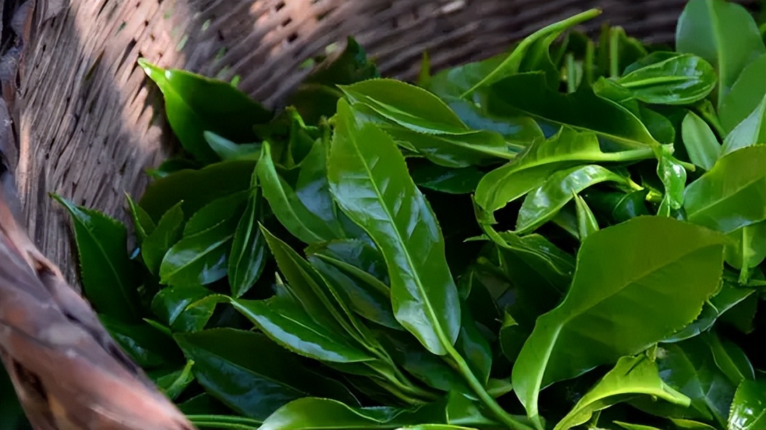 内含物质高达52％的茶种，竟然在云南？|2023茶山播报06
