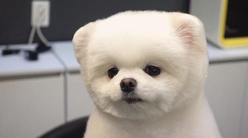 推荐几种好养又可爱温柔狗狗,5种最受欢迎的狗狗你养了哪一种