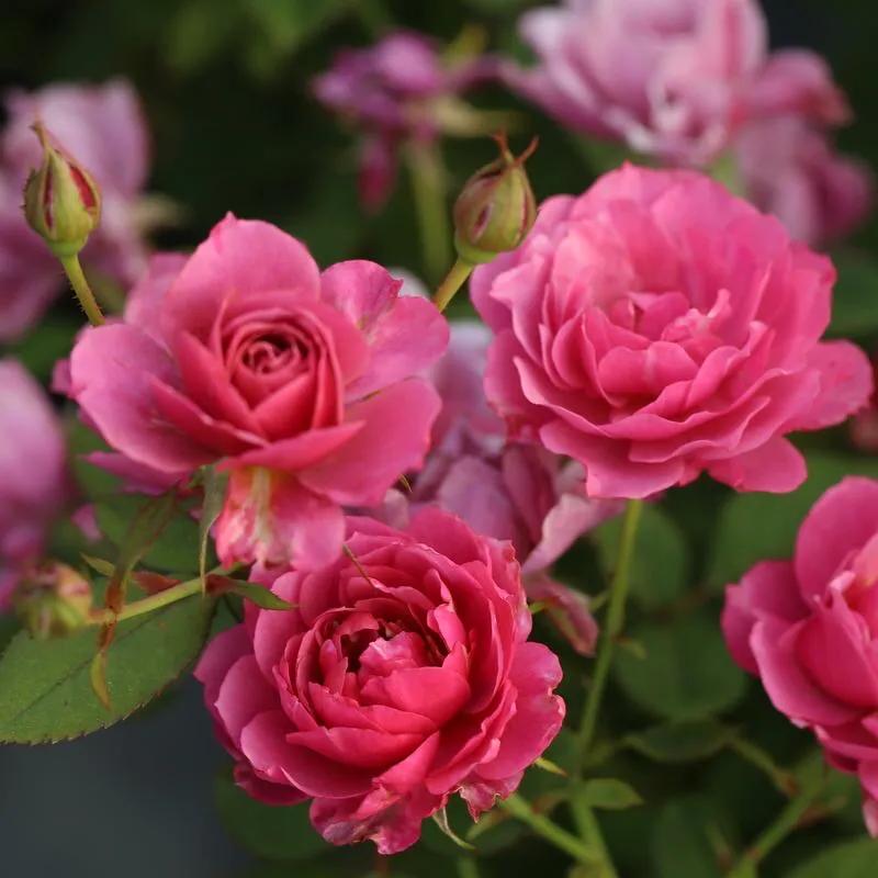 葵系列的月季,高贵浪漫的仙女月季