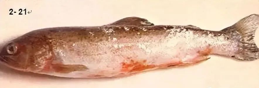 鱼类败血症病原,鱼类细菌性败血症