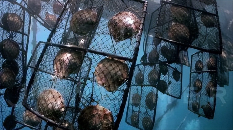 南洋珍珠和淡水金珠的区别,珍珠鉴定机构查询