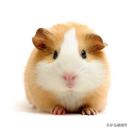 小众萌宠,小众宠物