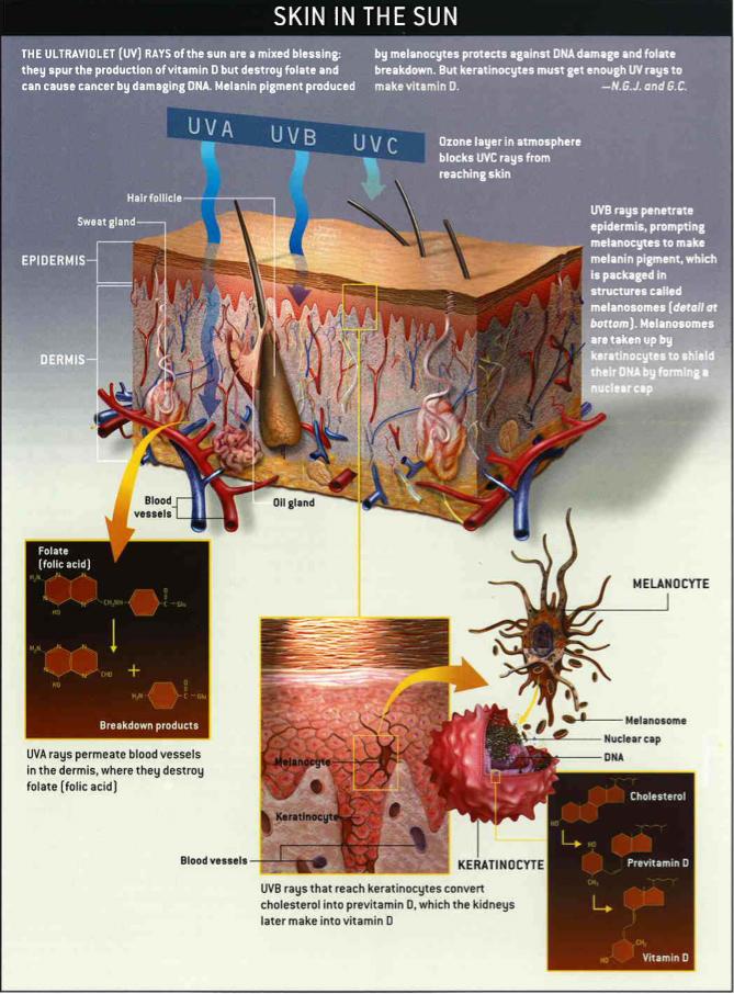 生殖隔离和物种隔离,存在生殖隔离的就不是一个物种吗