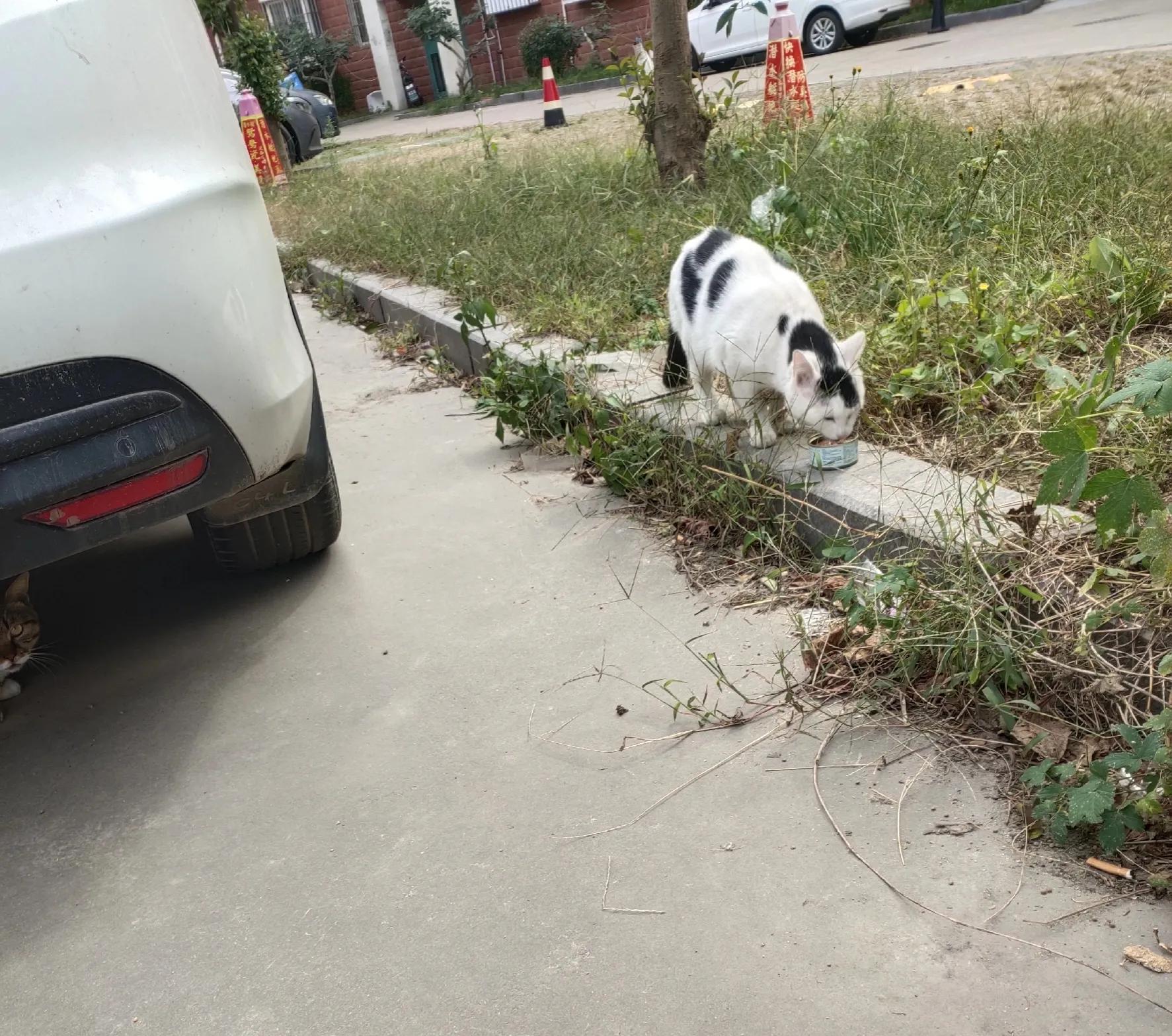 流浪猫度过严寒,流浪猫狗最难熬的日子