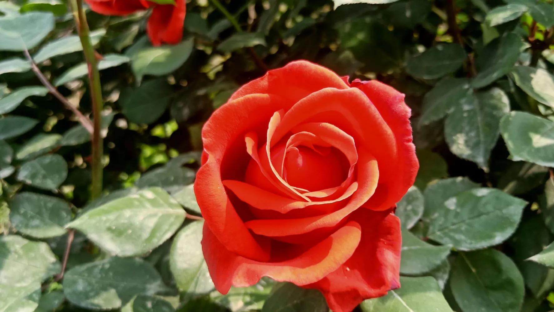 性是第一位的——女人会爱上多个男人合理吗因爱而性、因性而爱