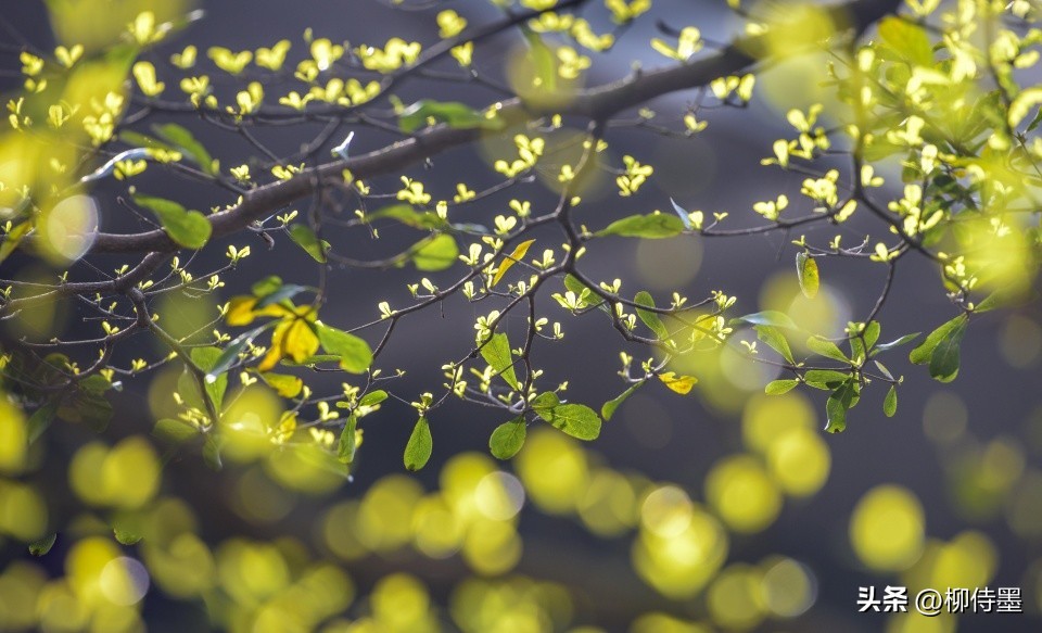 手机专业摄影拍照技巧教程,专业摄影大师拍照技巧