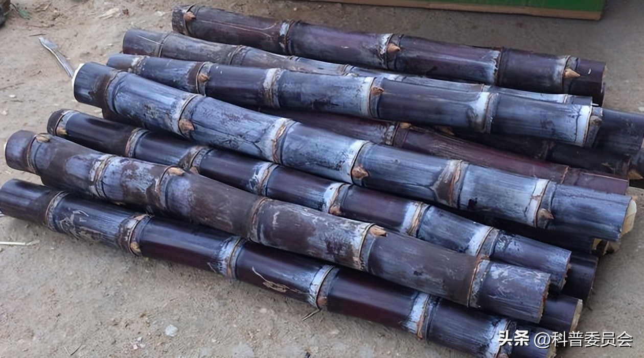 中医养生餐桌上的中药,健康养生小知识中药