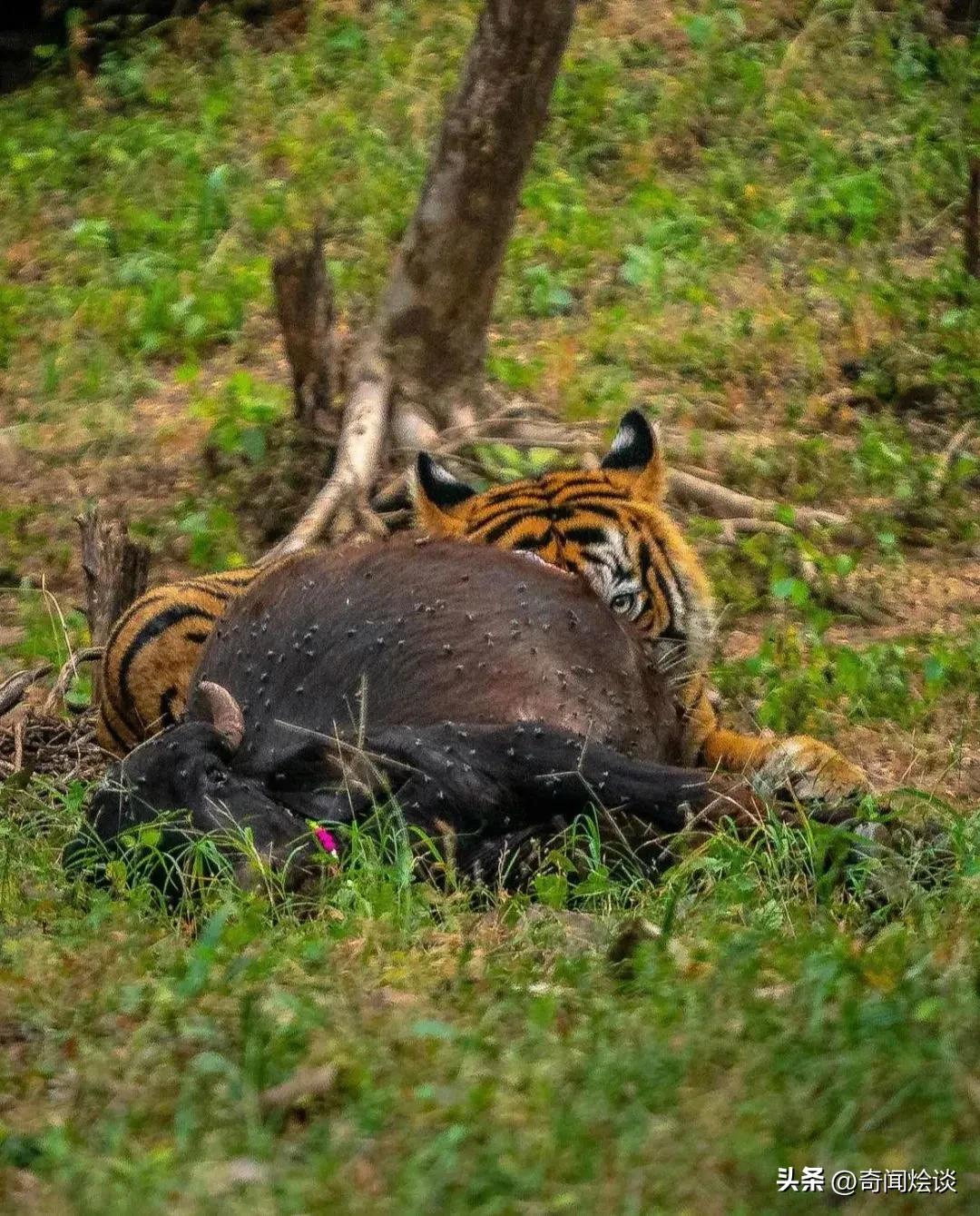 巨蟒捕食真实视频,巨蟒捕食鬣狗视频大全