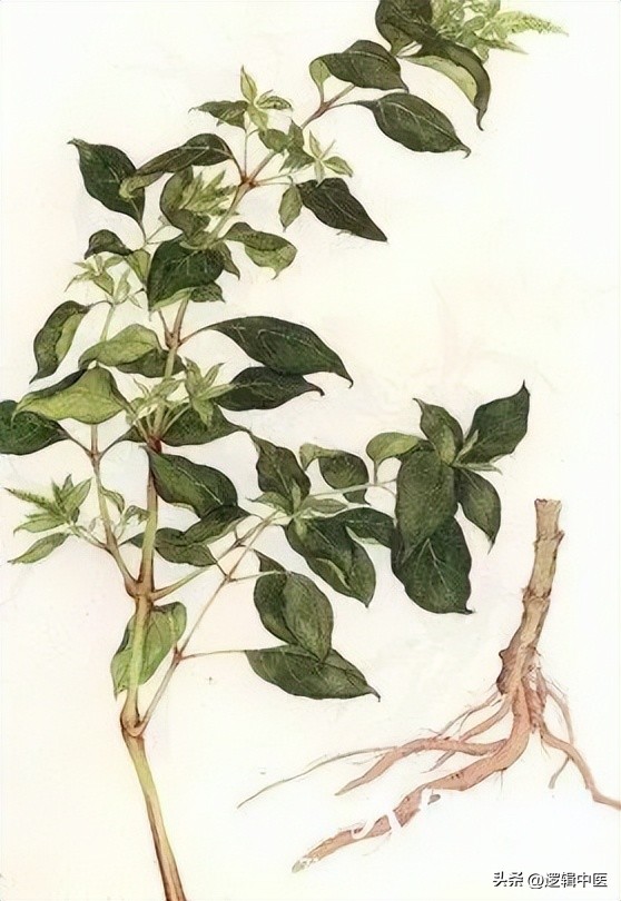 牛膝单味药,牛膝补肝肾配什么药最好