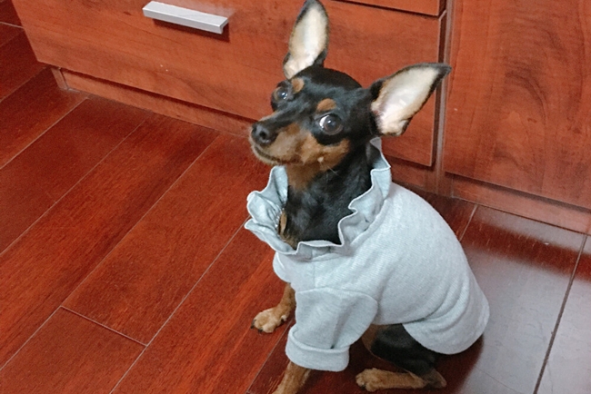 小鹿犬身上老出小包溃烂后没毛,小鹿犬身上一块一块的掉毛