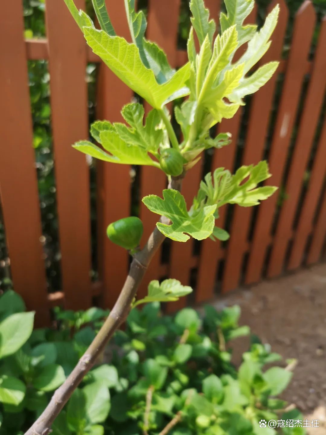 肝郁气滞心烦焦虑吃什么药,肝郁心烦焦虑的体质怎么调
