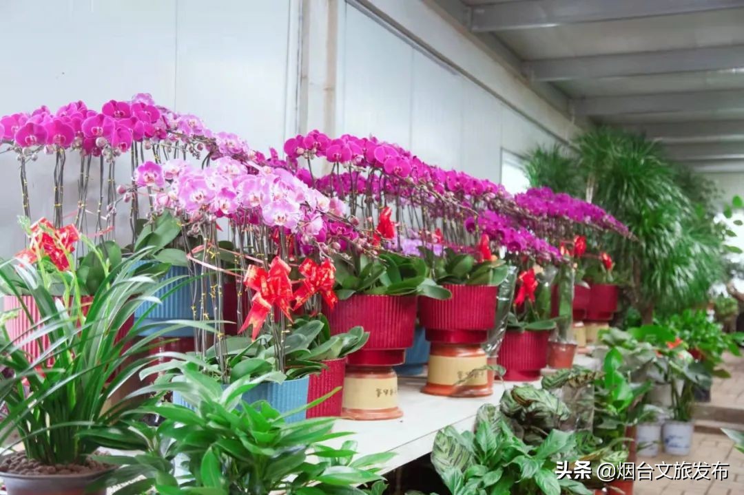 烟台祥和花鸟市场,烟台花鸟市场