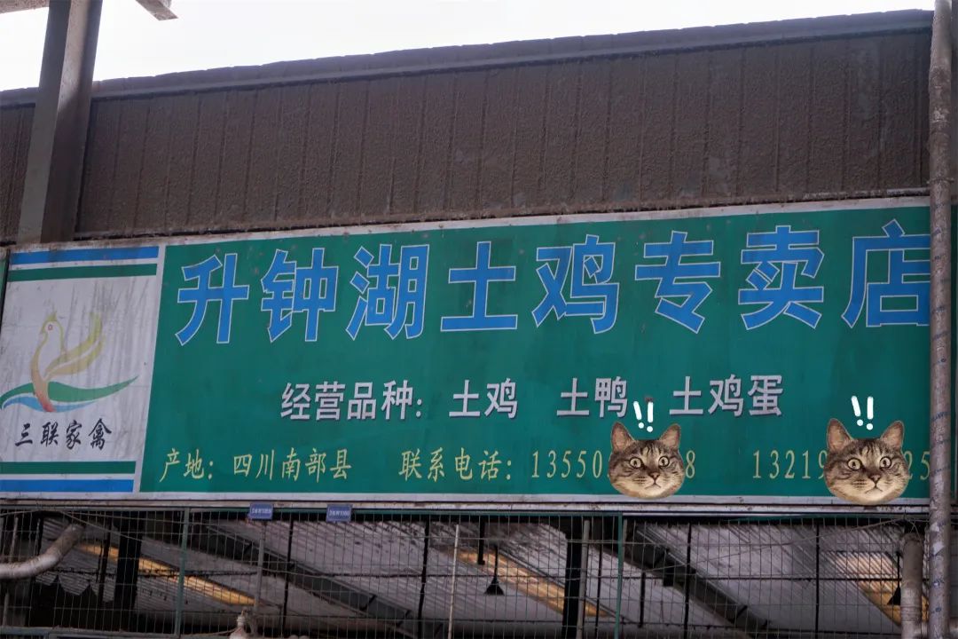 三联鸡鸭市场在哪里,三联市场家禽