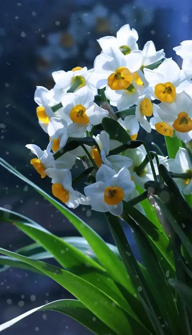 古诗词中的水仙花：飘零尘俗客再见水仙花