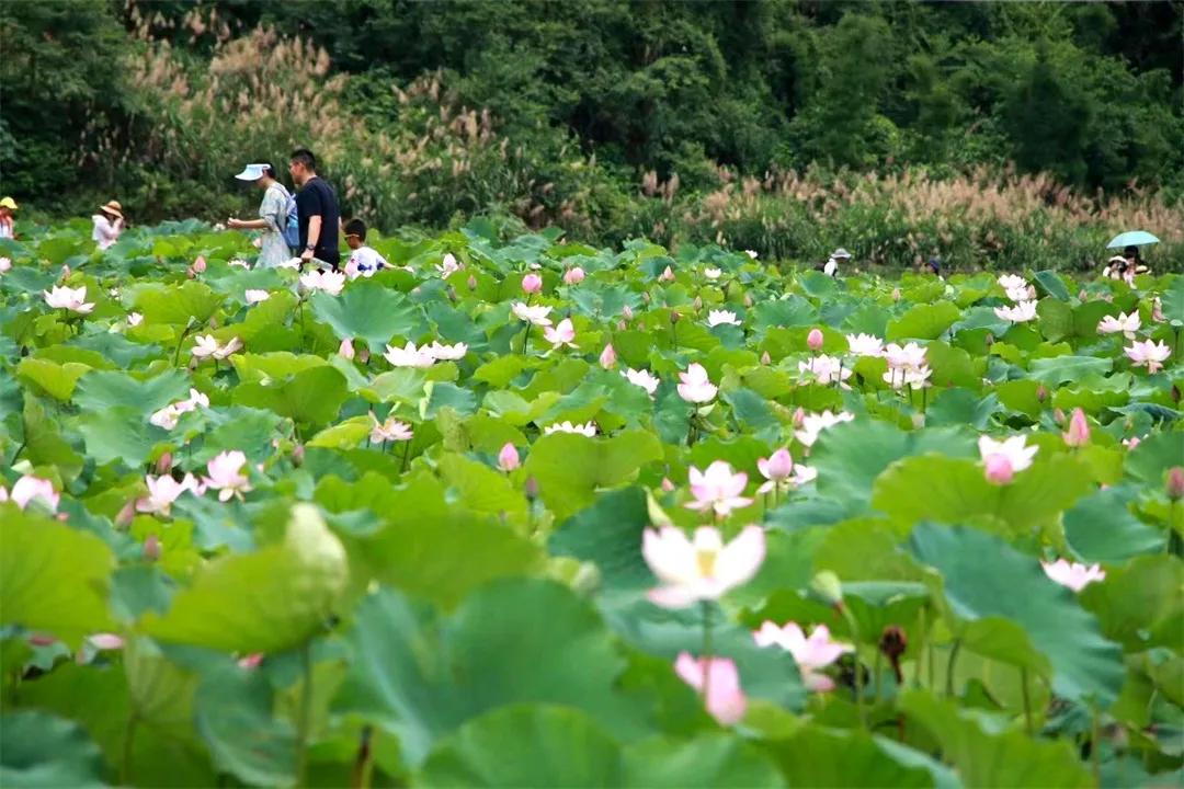 从化草埔村荷花游记,从化小杉村游玩攻略油菜花
