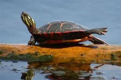 养龟需要晒太阳吗,山瑞龟要晒太阳吗