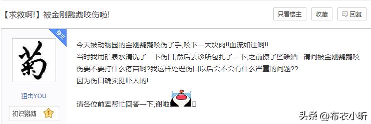 蓝黄金刚鹦鹉优缺点,千万别养蓝猫