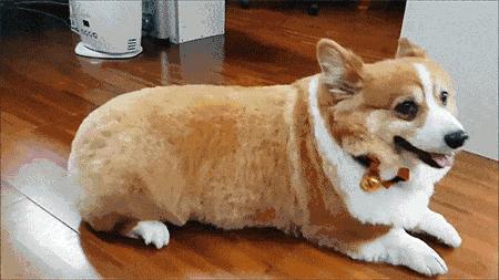 养狗首选这6种品种,养狗首选这8种猫不仅便宜还好养