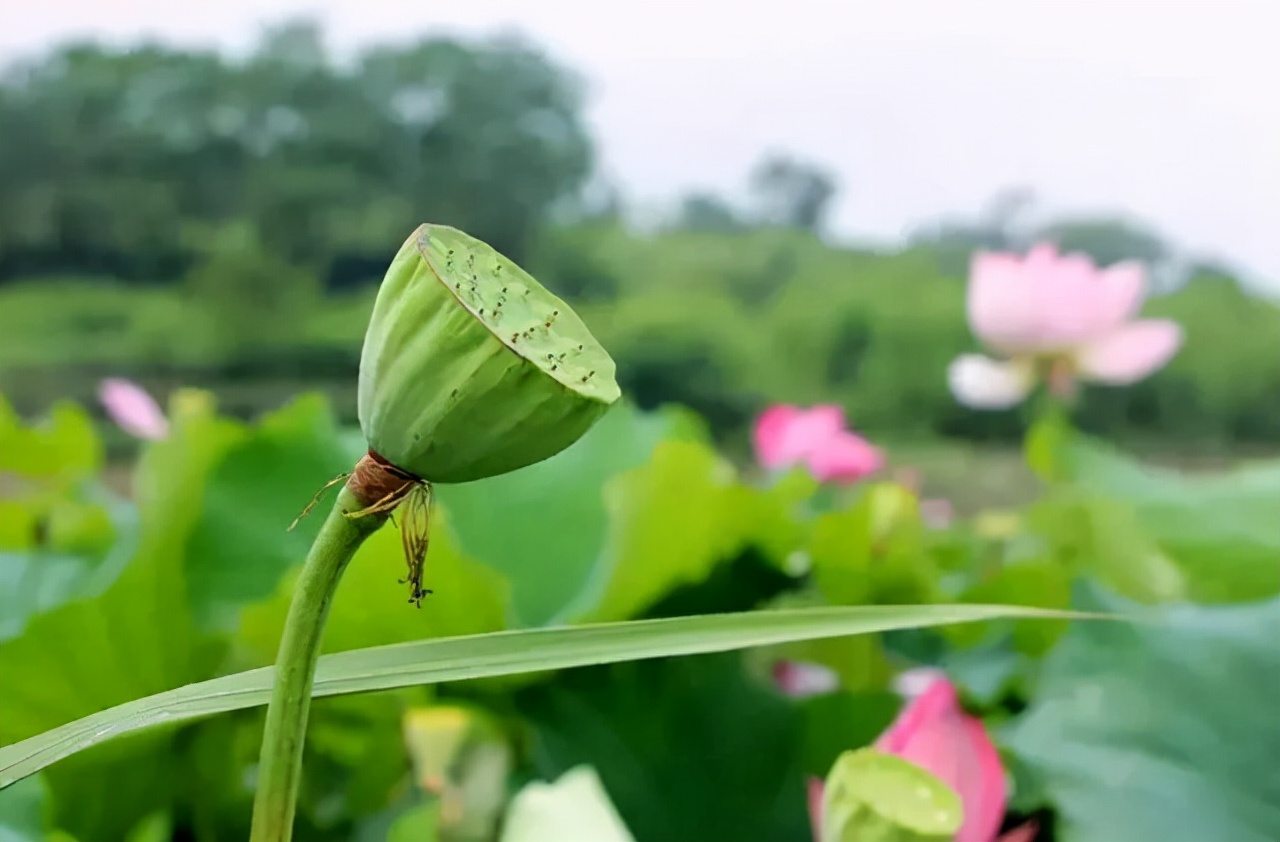 家乡的井水甜,故乡的水塘