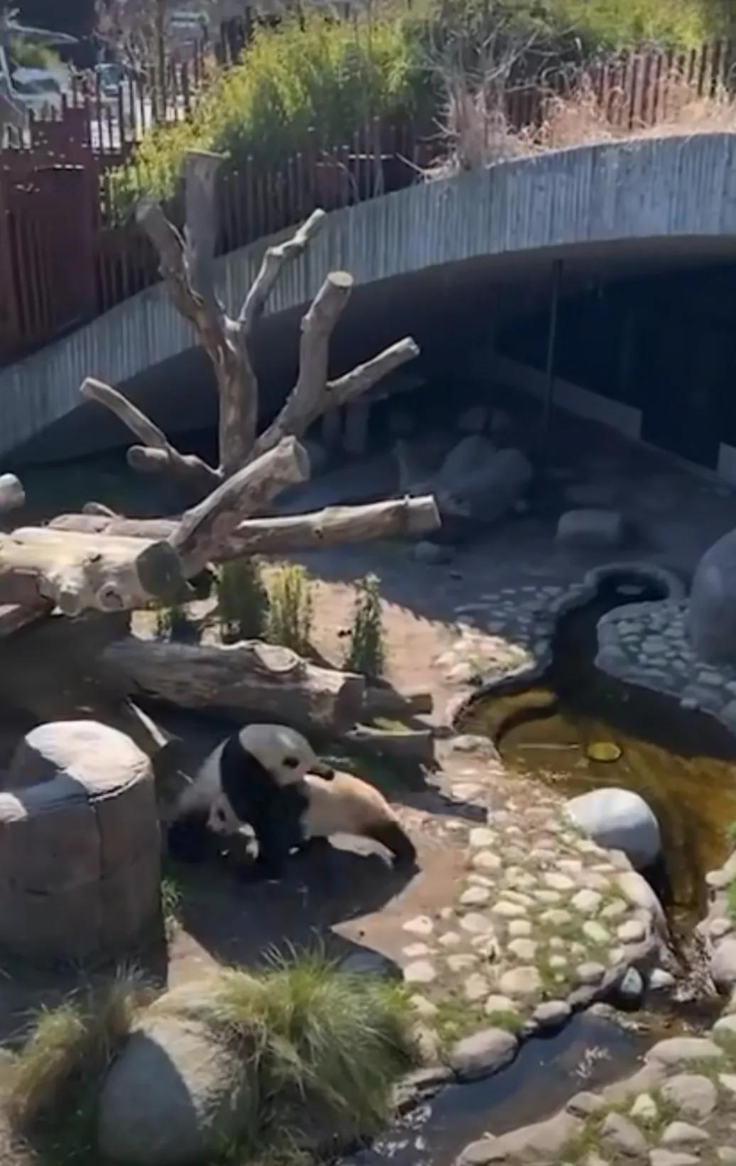 熊猫学习带崽,熊猫能一级带崽么