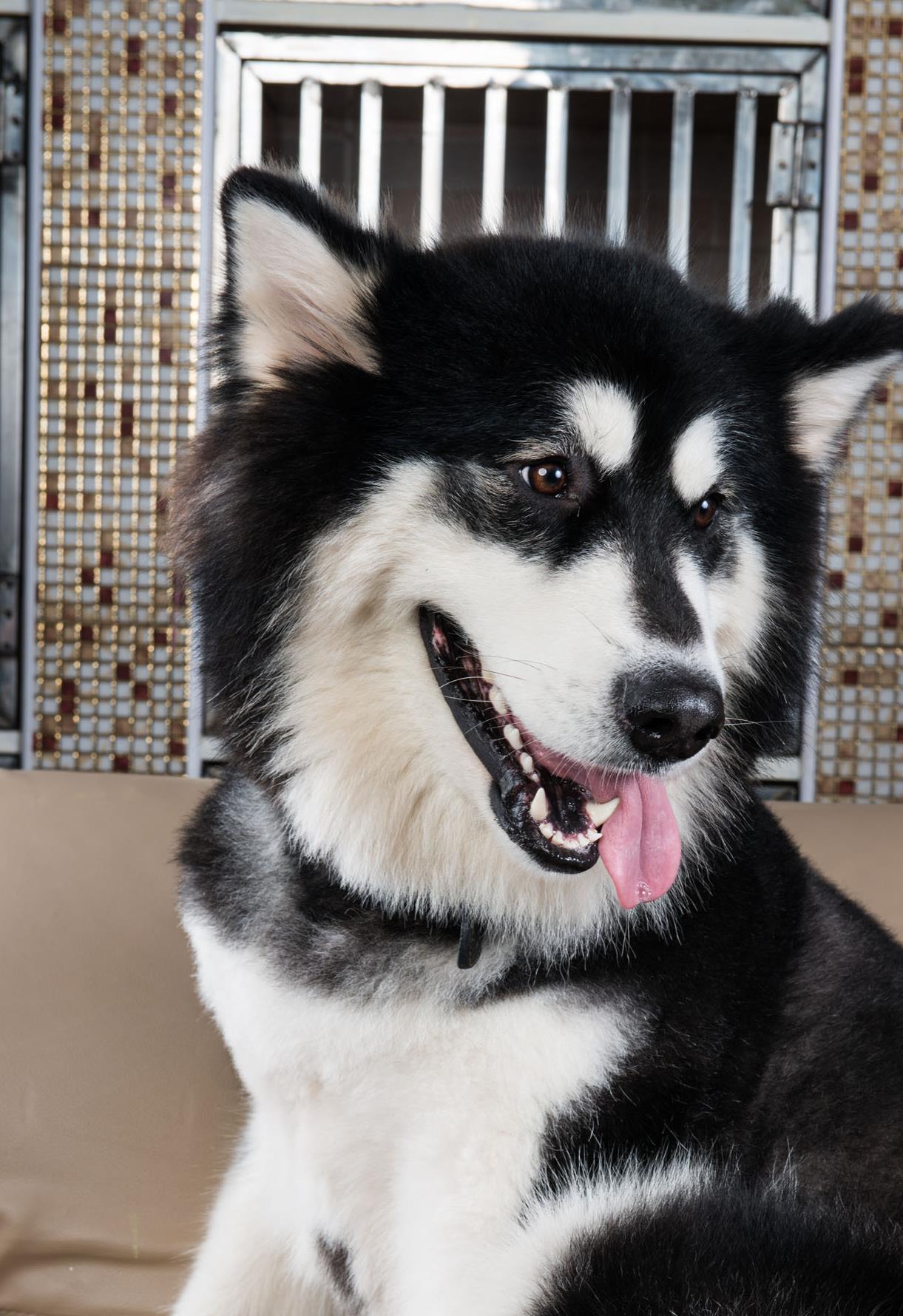 狗狗中暑怎么急救处理,狗狗中暑怎么自救