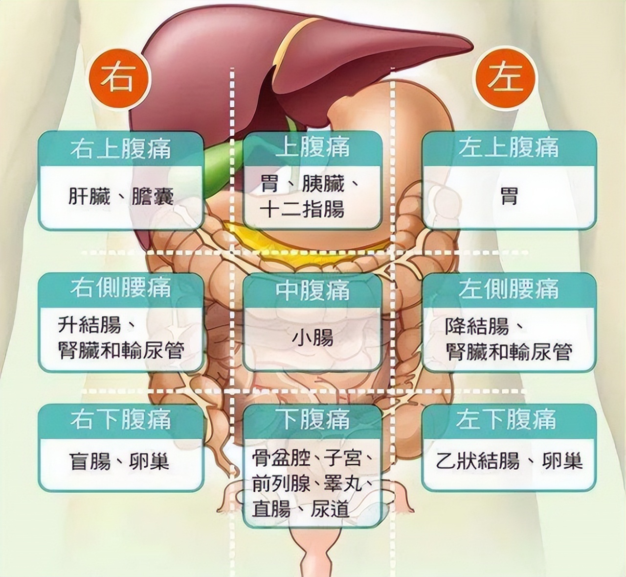 肚子痛的部位图是真的吗,腹部地图高清图片