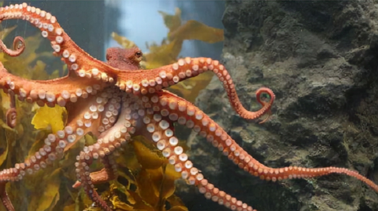 世界上最聪明的人类大脑,人类历史上最聪明的动物