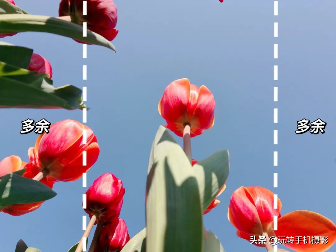 用什么可以拍出美丽花草的照片,6个技巧拍好花卉照片