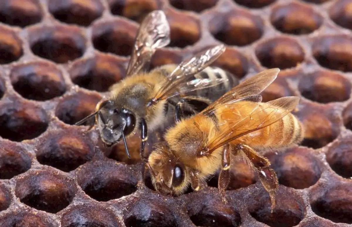 实验产生的怪物,实验室巨型怪物真实事件