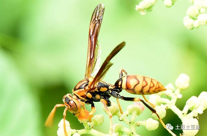 蜜蜂蛰了全身过敏怎么处理好得快,眼睛被蜜蜂蛰了以后该怎么处理