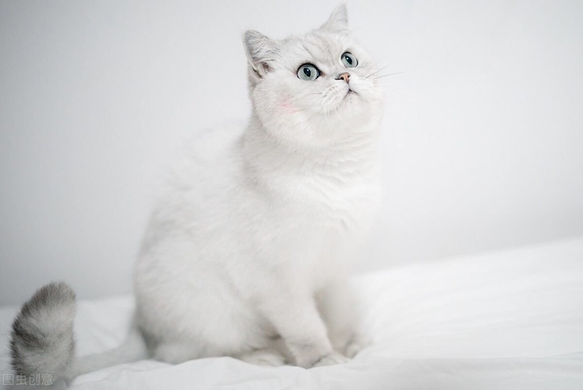 猫咪十大常见病和预防方法,猫咪常见检查