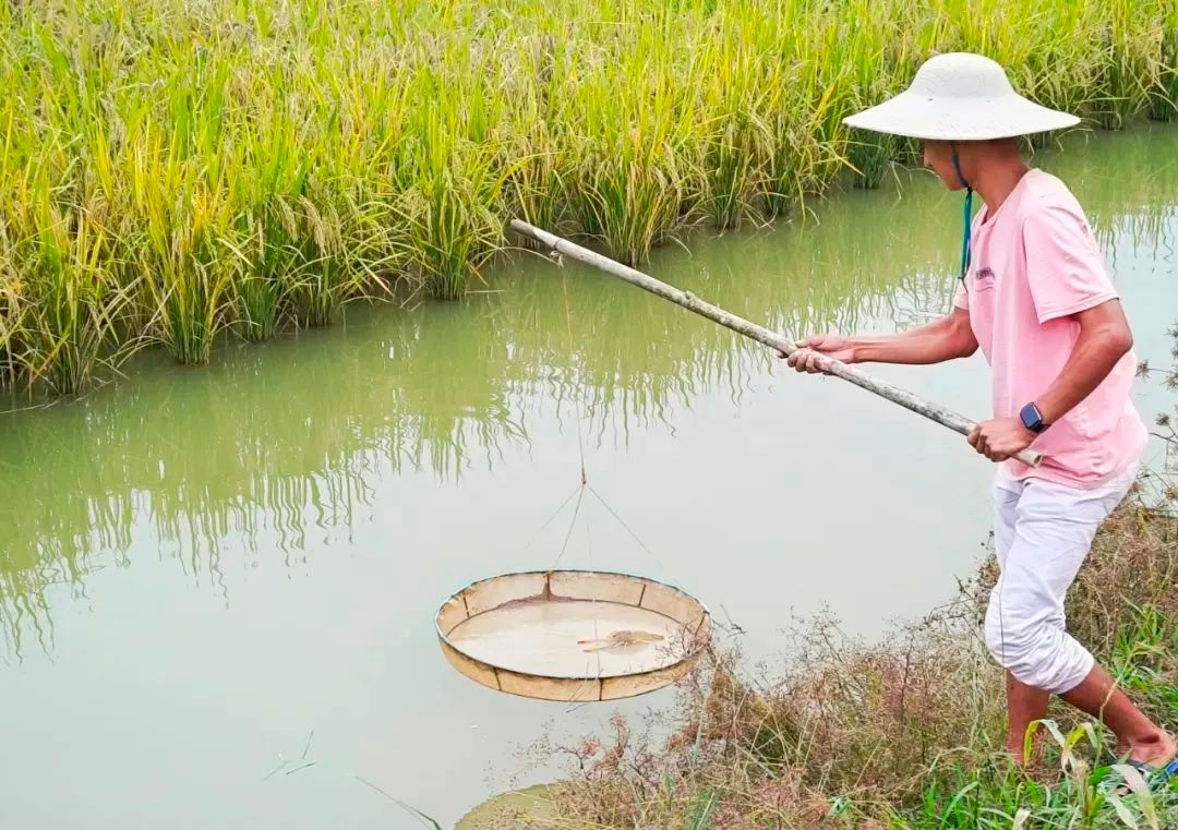 看!肇庆这些稻田里藏有色泽通透的致富“宝贝”……