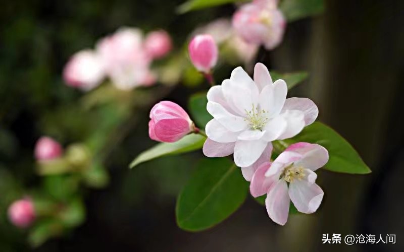 风花雪月藏头诗图片,七绝苍山洱海风花雪月