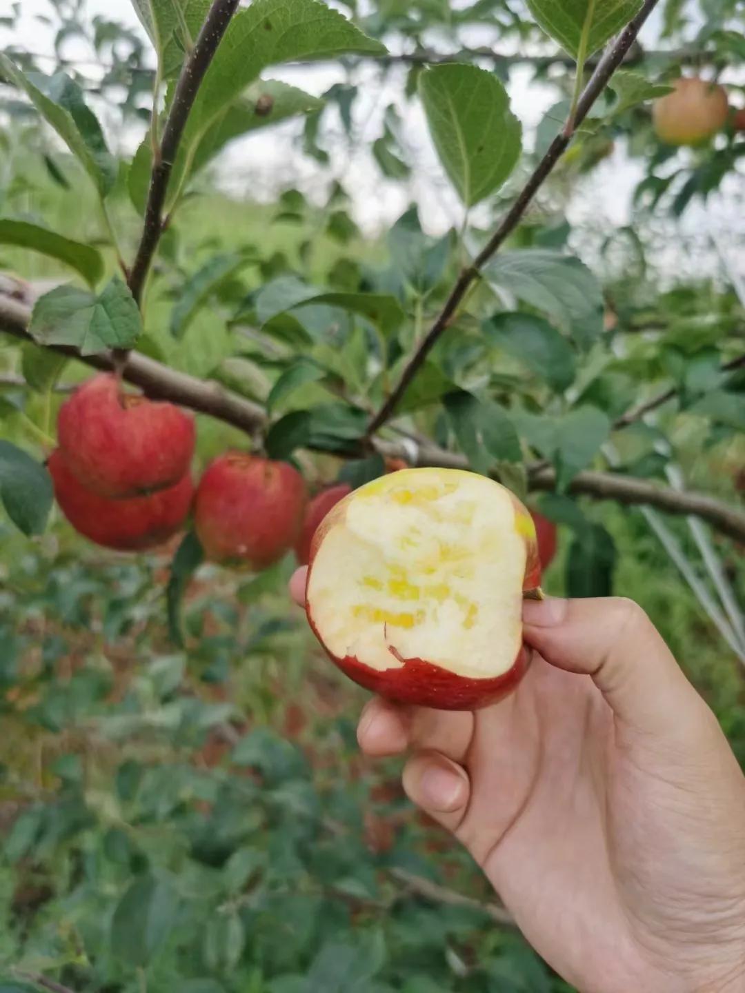 水果的酸是什么酸,水果的酸和醋的区别