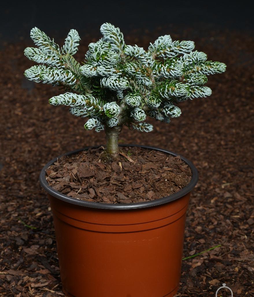 朝鲜冷杉,冷杉园艺