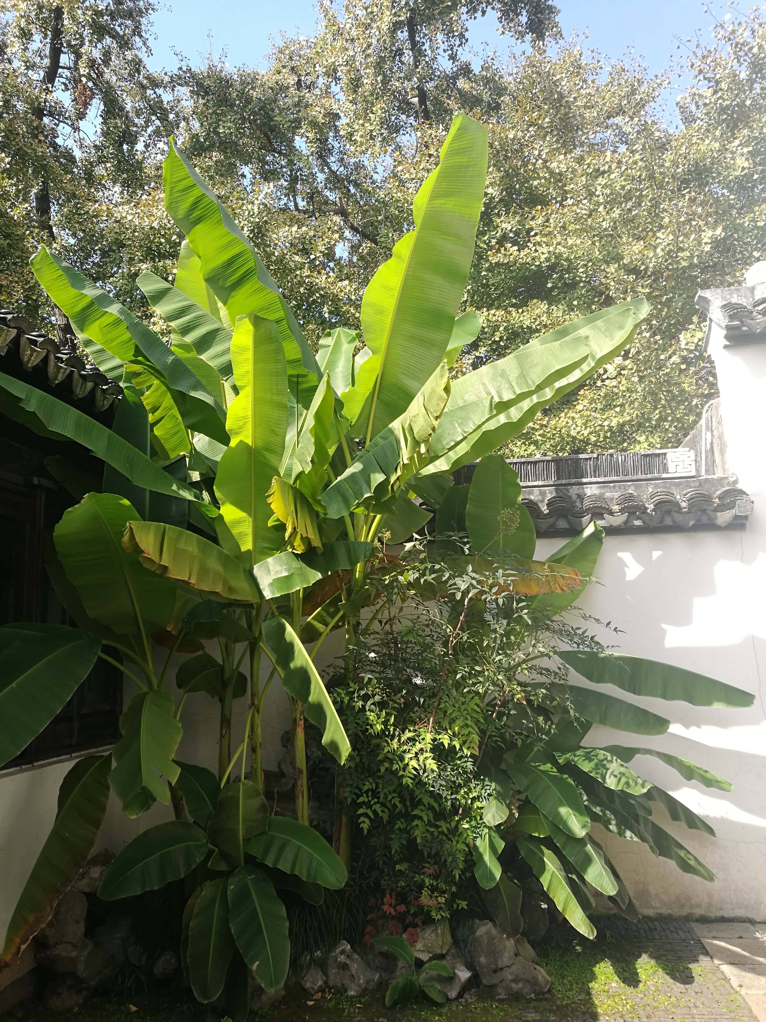 苏州东山农贸批发市场图,苏州东山轻轨