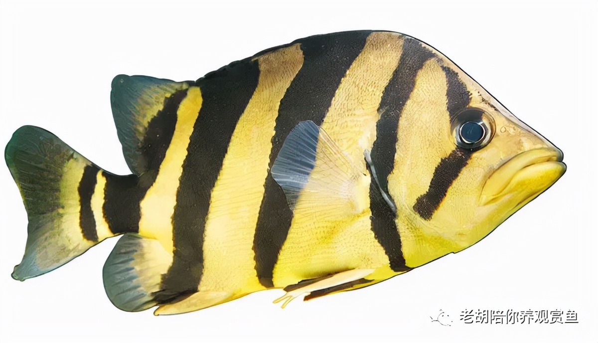 金龙鱼饲养过程中的注意事项,鱼缸饲养金龙鱼能长多大